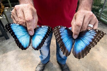 Mariposas de Costa Rica, primer exportador mundial, abren alas en Dubái, Europa y Estados Unidos