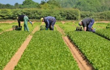 Elevan tope de ayuda para sector agrícola