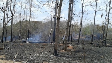 Varias hectáreas consumidas por incendio de masa vegetal en el Instituto Nacional de Agricultura