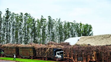 En riesgo producción de azúcar brasileña