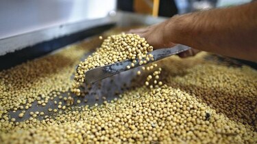 Importaciones chinas de soja estadounidense caen a cero