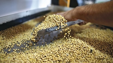 Importaciones chinas de soja estadounidense caen a cero