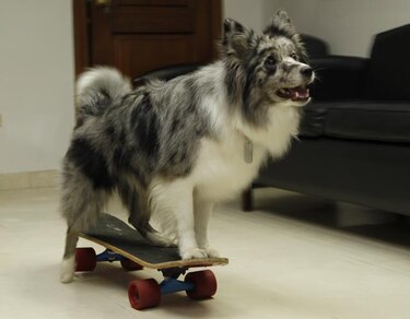 Los perros también pueden sentir celos, según investigadores
