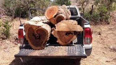 Investigan tala ilegal de cocobolo en Azuero