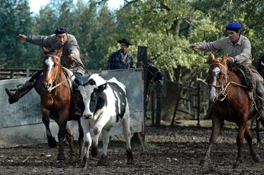 La multimillonaria estafa de las ‘vacas virtuales’ que sacude a Uruguay, uno de los países más ganaderos del mundo