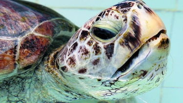 Extraen 915 monedas a una tortuga marina