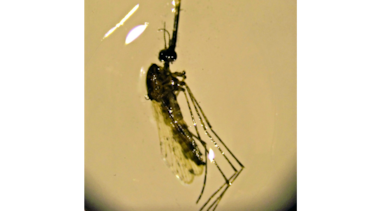 Mutación anula a la malaria