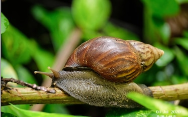 En sanidad vegetal, el tiempo no es oro, ¡es prevención!