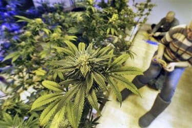 Uruguay: nacieron las plantas de marihuana del mercado legal