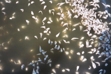 Calentamiento global agrava problema en el mar