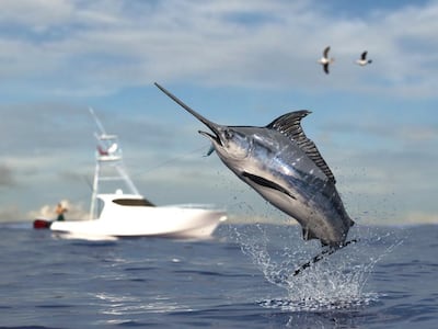 Panamá fortalece la pesca deportiva y refuerza la protección de los peces vela y marlines