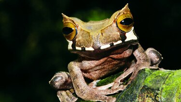 Por la conservación de los anfibios