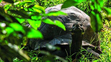 Nuevos gigantes de Galápagos