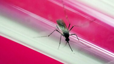 El virus zika deja de ser 'emergencia sanitaria mundial': OMS