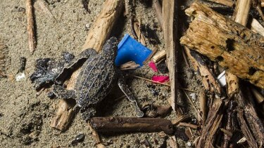 Cómo podemos proteger a las tortugas marinas