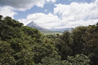Descuido forestal