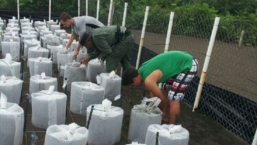 Implementan medidas para proteger nacimientos de tortugas en Isla Cañas