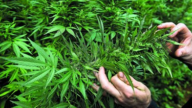 Uruguay, sin marihuana en farmacias hasta noviembre
