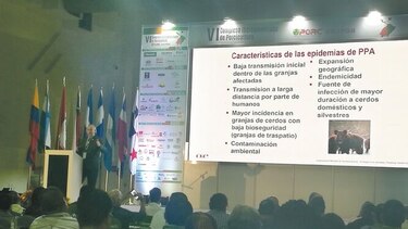 AL adolece de infraestructura para combatir la peste porcina