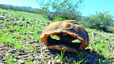 Tortugas mueren en el desierto