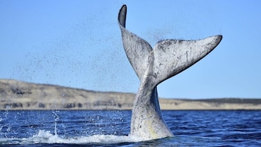 Visita récord de ballenas francas en la Patagonia argentina