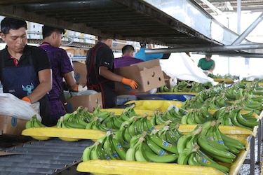 Chiquita retoma exportaciones de banano desde Panamá