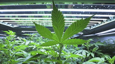 Marihuana será legalizada en México