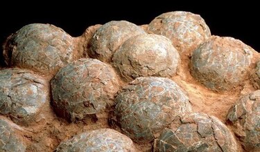 Hallan en Mongolia primer nido con crías del dinosaurio con 'pico de pato'