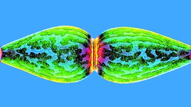 El hermoso mundo microscópico
