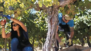 Aleccionadora excursión a un viñedo chileno