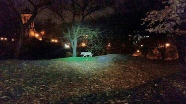 Los coyotes se animan a pasear por las calles de la ciudad de Nueva York