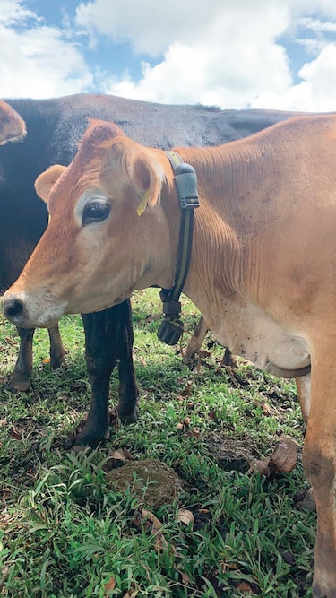 ‘Leche verde’ de vacas que pastorean en ‘El Recreo’ 