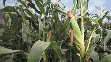 Ejecutivo elimina arancel de importación del maíz amarillo