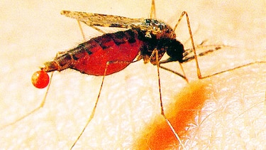 Luz contra la malaria
