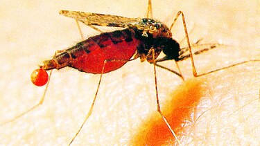 Luz contra la malaria