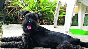 Perla