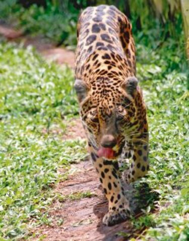 Carencias de la ciencia en Panamá