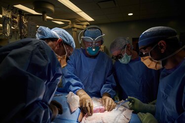 Trasplantan por primera vez riñón de puerco genéticamente modificado en un humano