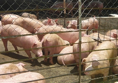 De sobrevivir a las importaciones a buscar mercados para exportar: el giro de la industria porcina panameña