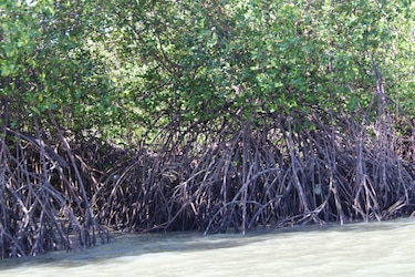 Restaurarán 250 hectáreas de manglar en bahía de Chame