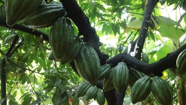 Perú y Colombia avanzan en proyecto agrícola de cacao