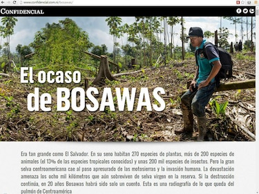 Investigación periodistica reveló cómo los políticos participaron en la devastación de la reserva de Bosawas