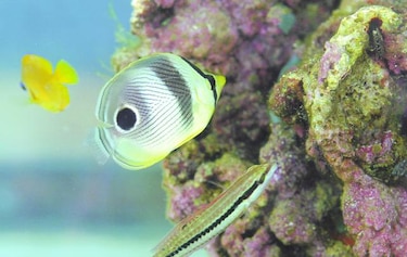 Descubren dos nuevas especies de peces en las islas ecuatorianas de Galápagos