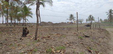 Refugio de tortugas, en riesgo por daño a playa en Veraguas