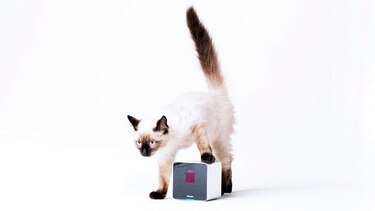 Petcube: herramienta para amantes de las mascotas