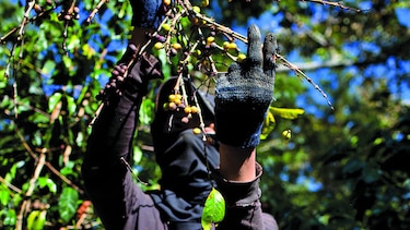 Guatemala desafía al hongo de la roya