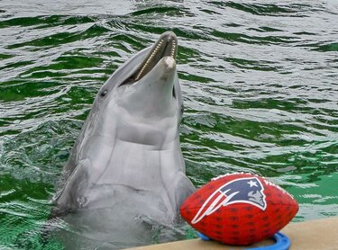 Delfín elige a los Patriots como el ganador del Super Bowl, vea aquí el video