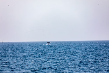A la espera de las ballenas: un encuentro con la naturaleza en el Pacífico panameño