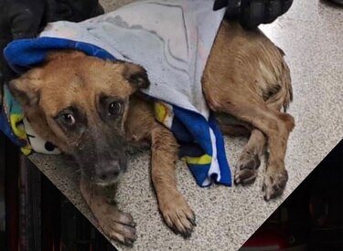 Un perro cae en las vías de la línea 1 del Metro de Panamá y causa el cierre de varias estaciones