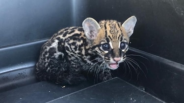 Los Santos: rescatan a dos ejemplares de leopardo en peligro de extinción